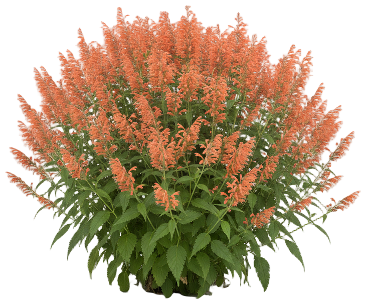 Agastache 'Apricot Sprite' cut-out illustration