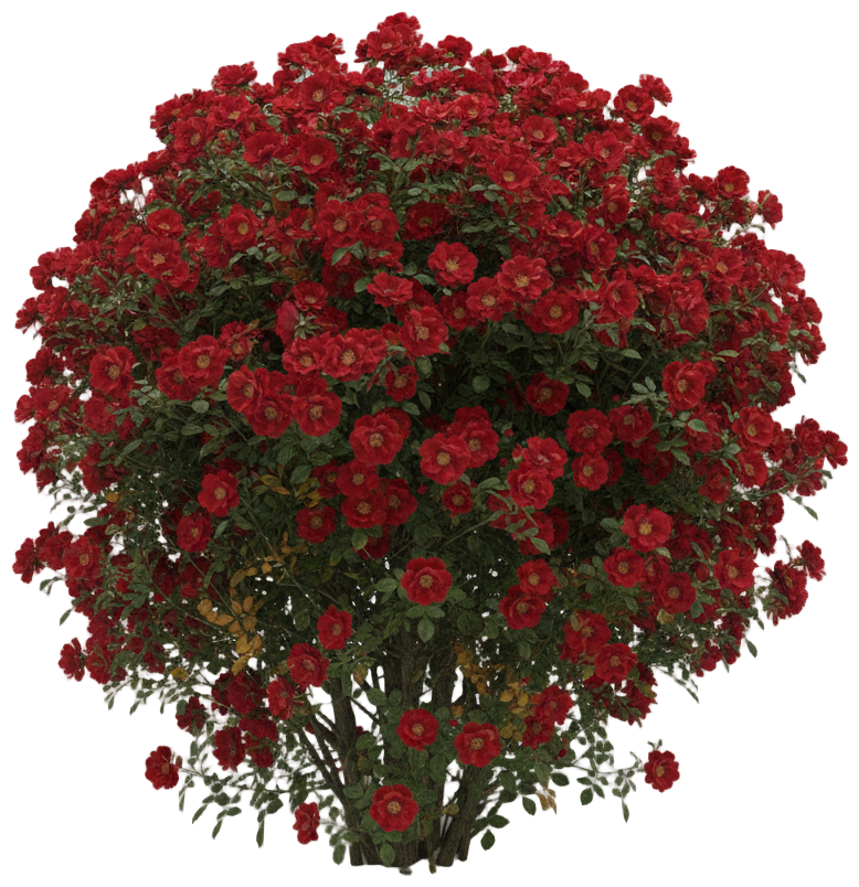 Autumn Damask Rose cut-out illustration