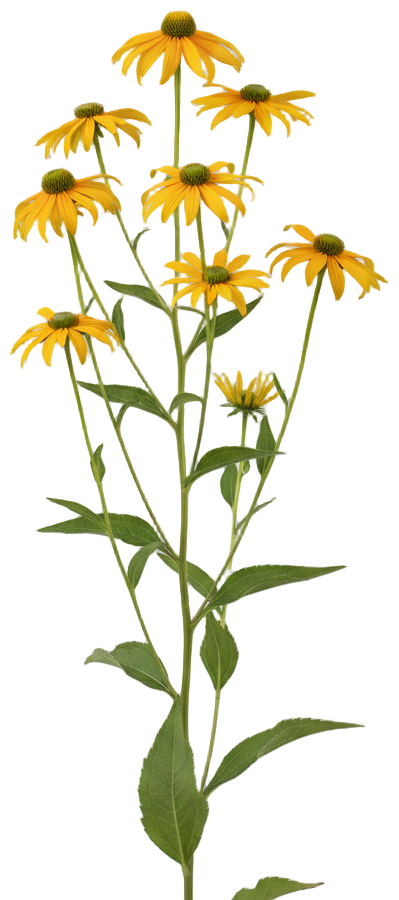 Autumn Sun Coneflower cut-out illustration