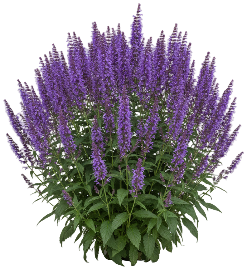 Black Adder Agastache cut-out illustration