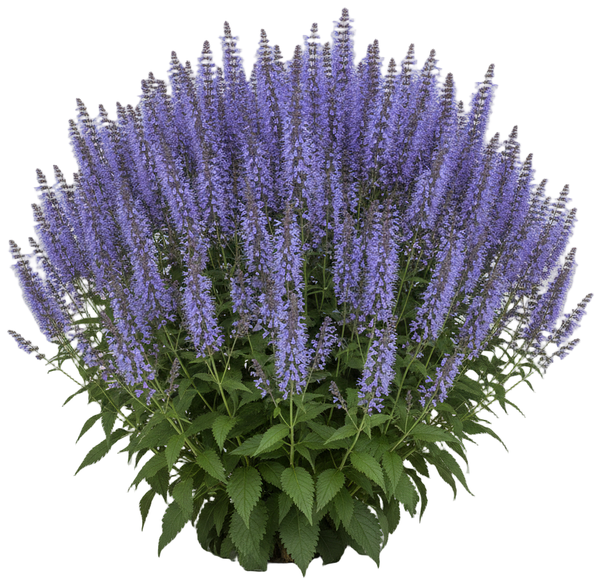 Blue Fortune Agastache cut-out illustration