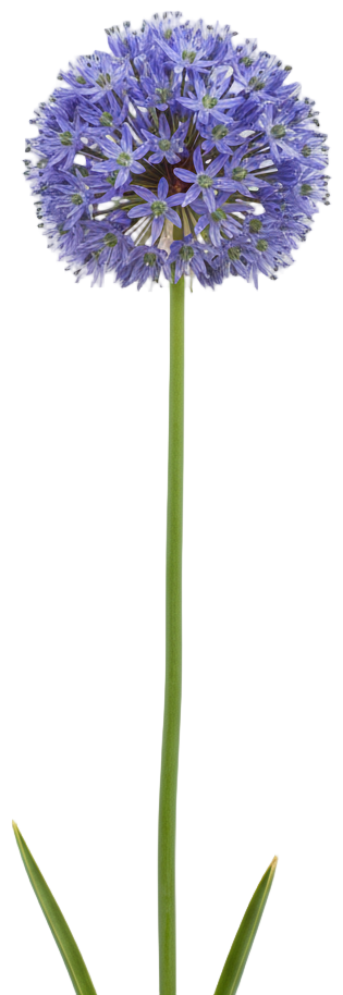 Blue Globe Onion cut-out illustration