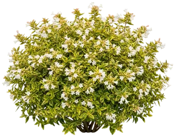Kaleidoscope Abelia cut-out illustration