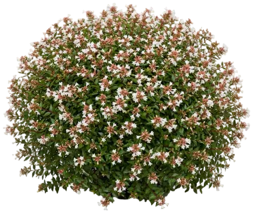 Rose Creek Abelia cut-out illustration