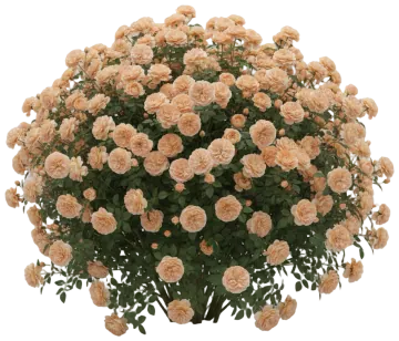 Abraham Darby cut-out illustration