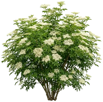 Adams Elderberry cut-out illustration
