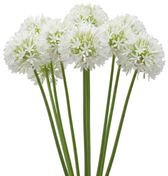 White Agapanthus cut-out illustration
