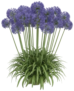 Agapanthus cut-out illustration