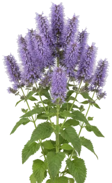 Anise Hyssop cut-out illustration