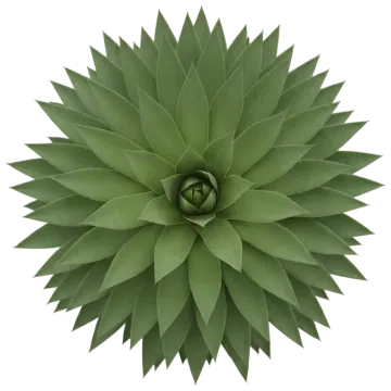 Agave cut-out illustration