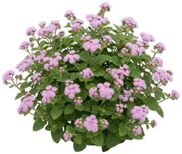 Pink Ageratum cut-out illustration