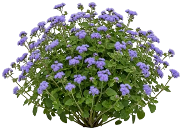 Purple Ageratum cut-out illustration