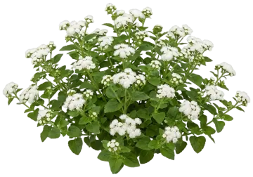 White Ageratum cut-out illustration