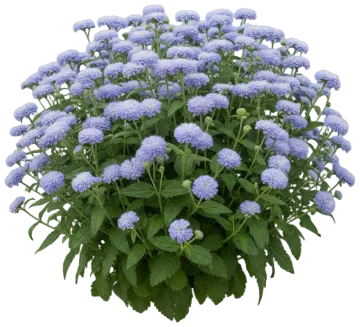 Ageratum cut-out illustration