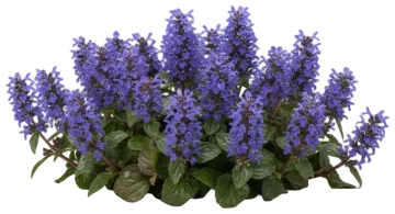 Bugleweed cut-out illustration