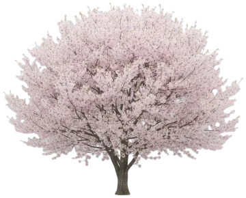 Akebono Cherry cut-out illustration