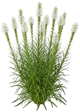 Alba Gayfeather cut-out illustration