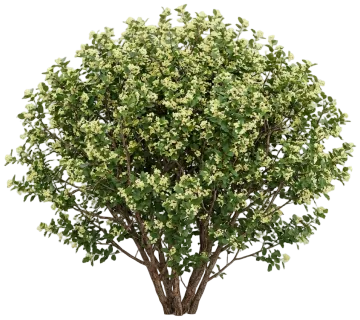 Alderleaf Mountain Mahogany cut-out illustration