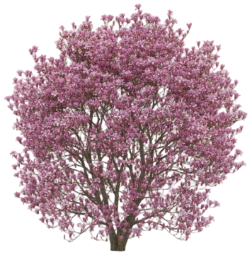 Alexandrina Magnolia cut-out illustration