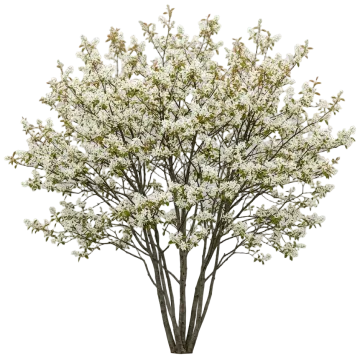 Allegheny Serviceberry cut-out illustration