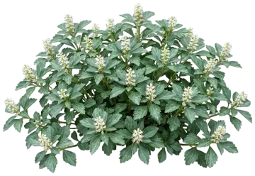 Allegheny Spurge cut-out illustration