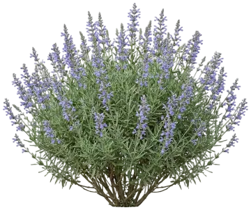 Allen Chickering Sage cut-out illustration