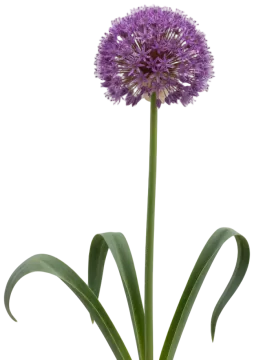 Star of Persia cut-out illustration