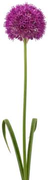 Drumstick Allium cut-out illustration