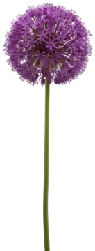 Globemaster cut-out illustration