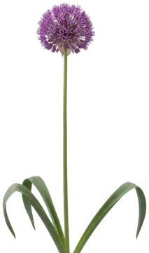 Purple Sensation cut-out illustration