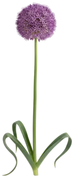 Giant Allium cut-out illustration