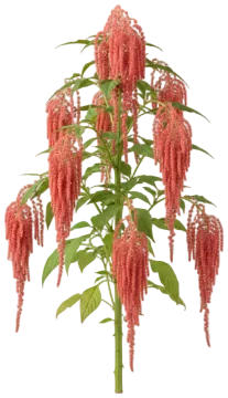 Coral Fountain cut-out illustration