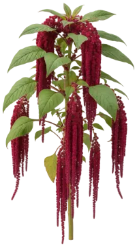 Love-Lies-Bleeding cut-out illustration