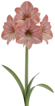 Apple Blossom cut-out illustration