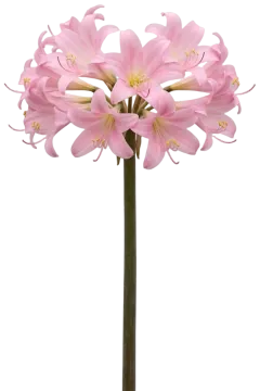 Amaryllis Belladonna cut-out illustration