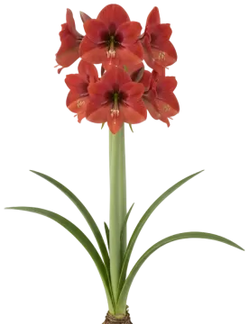 Amaryllis cut-out illustration
