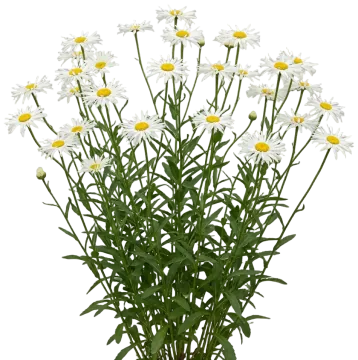 Amazing Daisies Spun Silk Shasta Daisy cut-out illustration