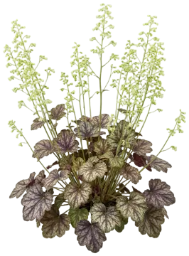 American Alumroot cut-out illustration