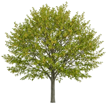 American Beech cut-out illustration