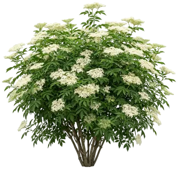 American Elderberry cut-out illustration