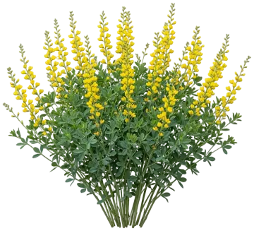 American Goldfinch False Indigo cut-out illustration