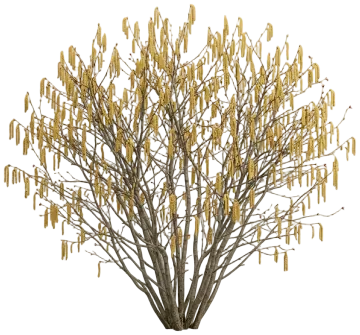 American Hazelnut cut-out illustration