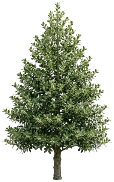American Holly cut-out illustration