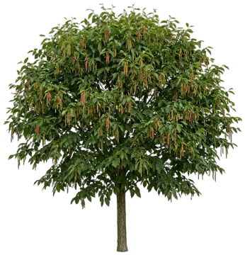 American Hophornbeam cut-out illustration