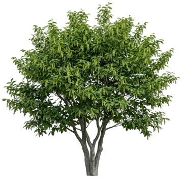 American Hornbeam cut-out illustration