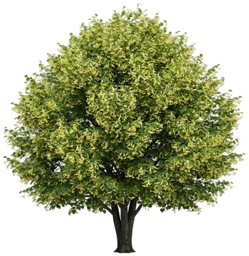 American Linden cut-out illustration