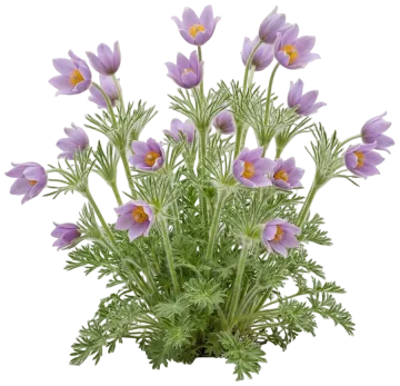 American Pasqueflower cut-out illustration