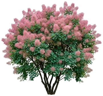American Smoketree cut-out illustration