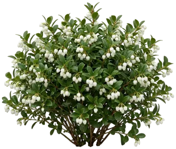 American Wintergreen cut-out illustration