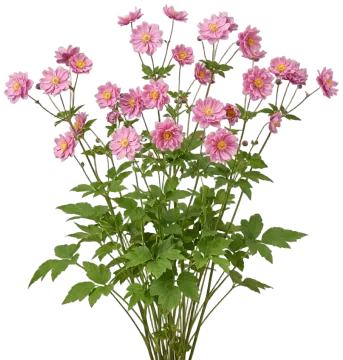 Fantasy Pocahontas Anemone cut-out illustration